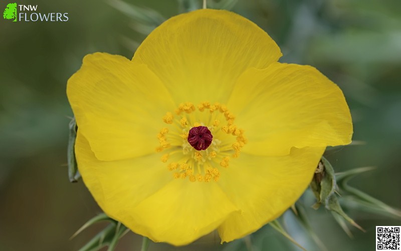 Mexican Prickly Poppy